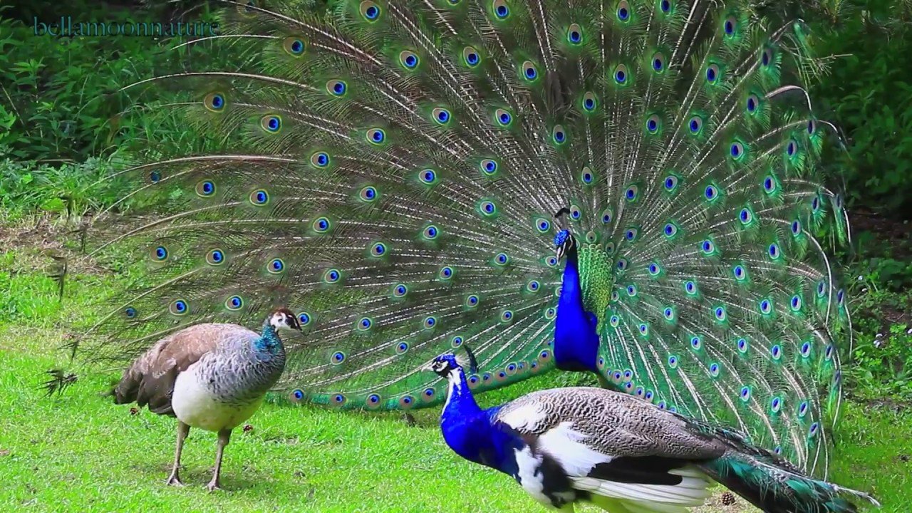 Indian National Bird Peacock Essay in Enlgish - ncert textbook